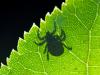 Drought detrimental to ticks and invasive beetles in Switzerland