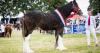 Biggar Show basks in sunshine as Clydesdale filly takes supreme champion