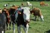 H5N1 Bird Flu Has Now Hit Over 1,166 U.S. Dairy Herds Across 19 States, With Idaho Leading the Nation