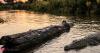 African proverb of the day: 'No matter how long the log stays in the water, it never becomes a crocodile', what it teaches about staying true to your nature