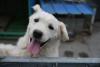Swiss town to fine dog owners who don't rinse away their pet's pee
