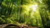 The most beautiful forests in Northern Europe