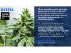 Safari Flower Company, a Wholly Owned Subsidiary of Aurora Cannabis, Receives EU-GMP Certification at Niagara Facility