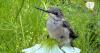 Ruby-throated hummingbird saved by Shrewsbury non-profit Raptor Tales Rescue