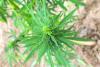Craig, Barr introduce hemp regulatory framework