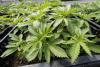Opinion: Rescheduling cannabis is not legalization