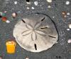 The Best Jersey Shore Beach to Search for Sand Dollars