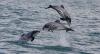 5 New Marine Reserves to Protect Dolphins and Kelp Forests off New Zealand’s South Island
