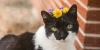 Kentucky Humane Society opens submissions for 2027 Pet Calendar