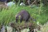 Beavers in Las Vegas? A secret garden in Sin City spotlights river restoration success
