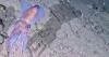 Rare Arctic Bobtail Squid Filmed in Its Natural Habitat for the First Time