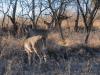 Oklahoma DeerCon Returns for 2026