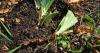 Gardening: Time to divide irises, daylilies