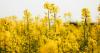 ‘We’d rather disrupt our own space,’ Mosaic’s VP of product innovation on biologicals, Elicit Plant partnership