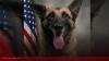 K-9 dies in hot car in North Carolina
