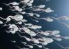 Scientists Reverse Signs of Male Fertility Aging in New Study