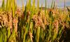 Chinese scientists achieve major hybrid rice breakthrough with near-100% cloning efficiency