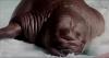 Walrus makes history becoming first calf to be born in Middle East
