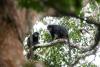 Meet the Likweli — the newest monkey species discovered in the Congo