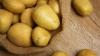 Solynta registers SOLHY023 hybrid potato variety in Kenya, boosting late blight resistance