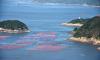 China conducts fisheries resource survey in waters east of Taiwan island