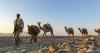 Africa 50C heatwaves becoming so unbearable even camels are dying