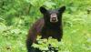 Missouri conservation department hosting free black bear information program