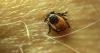 UNH lands $8M grant to study ticks and tickborne diseases