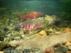 For Yukon River residents, salmon shortages have health consequences