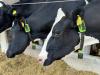 Farmer uses tokenized cows to secure credit