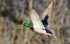 Minnesota DNR Seeks Input on Duck Limits
