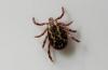 University of New Hampshire awarded $8 million grant to study ticks