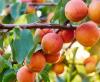 Rich apricot harvest in Moldova: up to 17,000 tons of high-quality fruits for export