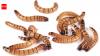 Scientists tested pet-store 'superworms' on animal specimens and found the beetle larvae can clean skeletons for museums without harsh chemicals or bone damage