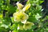 Public warning issued after toxic black henbane found near Lake Diefenbaker