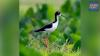 Hawaiian stilt population improves from 200 to in 40s to 1,500 today, recovery documented in UH study
