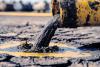 Trump Administration Declares Toxic Sewer Sludge Not a Threat to Public Health