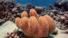 Not just El Nino. Climate change primary cause of global coral bleaching, says new US study