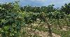 This Tiny Winery Town in Illinois Is a Hidden Gem for Wine Lovers