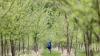 The deadly experiment that could save the American elm from disease