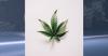 U of M study finds MN teen cannabis use at record low, with exceptions
