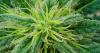 Frequent cannabis users wake up with more of the ‘stress hormone’ in their system