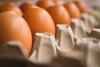 Australia Confirms Its First Mass Death of Seabirds From H5N1 Bird Flu, Warns of Wider Spread to Come
