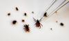 Tick Season Is at Its Peak Right Now: Here Is the Full-Body Check You Need After Every Trip Outside