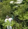 This Invasive Plant Can Cause Severe Burns. New York Wants Your Help Finding It.