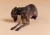 How Stylish Dog Accessories Became Part of the Modern Luxury Lifestyle