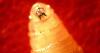 Why Are Scientists Releasing Genetically Modified Flies? NovoFly Targets Flesh-Eating Screwworm