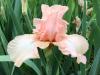Tom Karwin, On Gardening | Designing with irises
