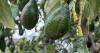 Unique avocados found in Nicaragua could boost ‘superfood’