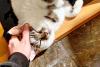 Vancouver Island SPCA centre urgently needs foster volunteers